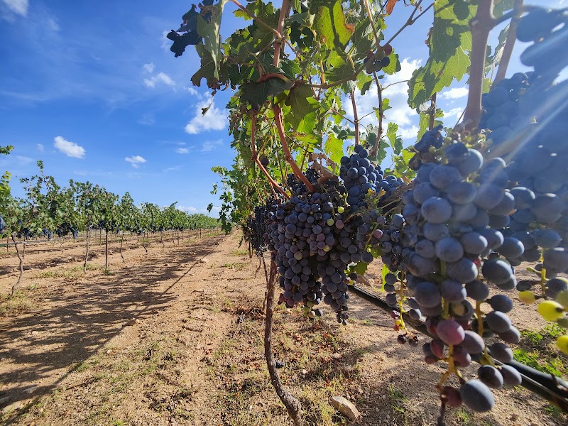 Área de Degustación de Vino La Redonda