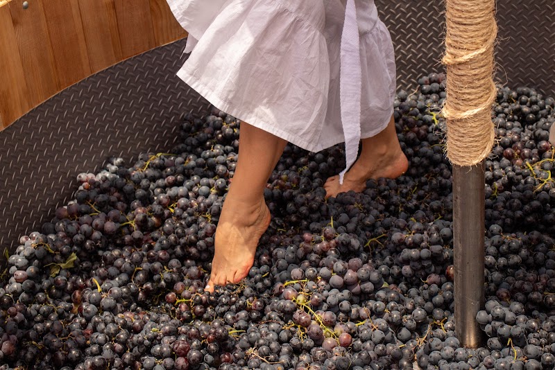 Bodega Bothë