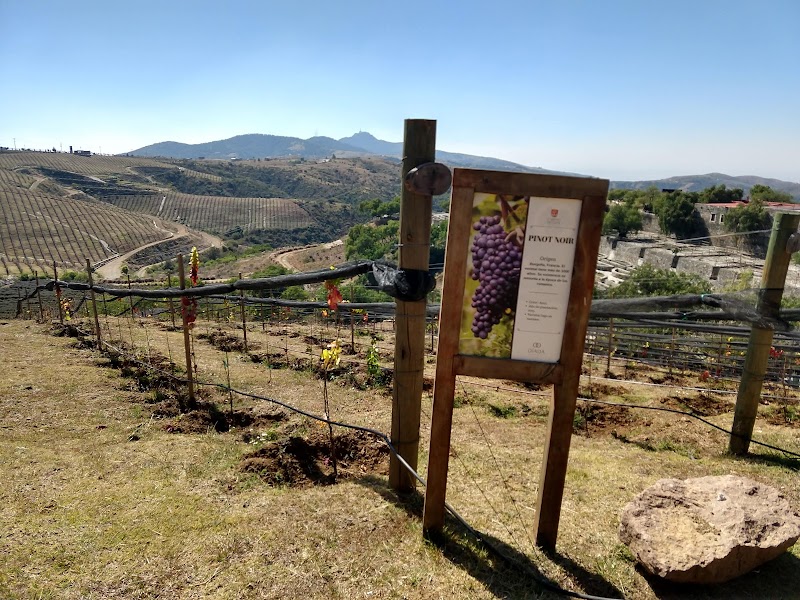 Camino De Vinos