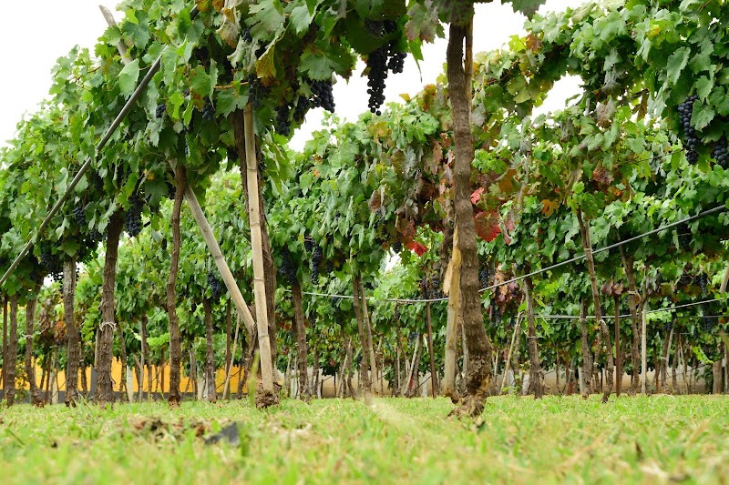 Viñedos Tres Sarmientos