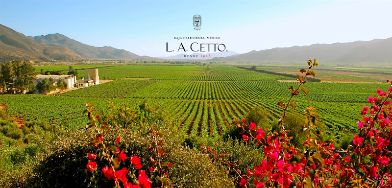 L.A. CETTO - Boutique Valle de Gpe.