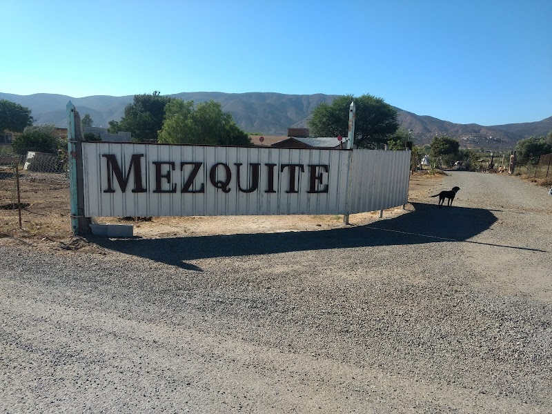 Mezquite photo 1
