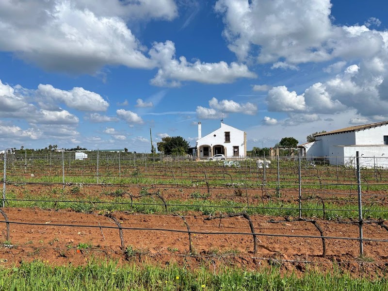 Bodega y viñedo ecológico Dehesa Del Zarco photo 2