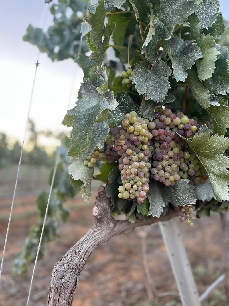 Bodega y viñedo ecológico Dehesa Del Zarco photo 4