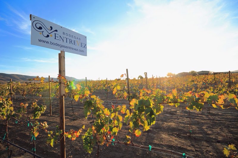 Bodegas Entrevez photo 1