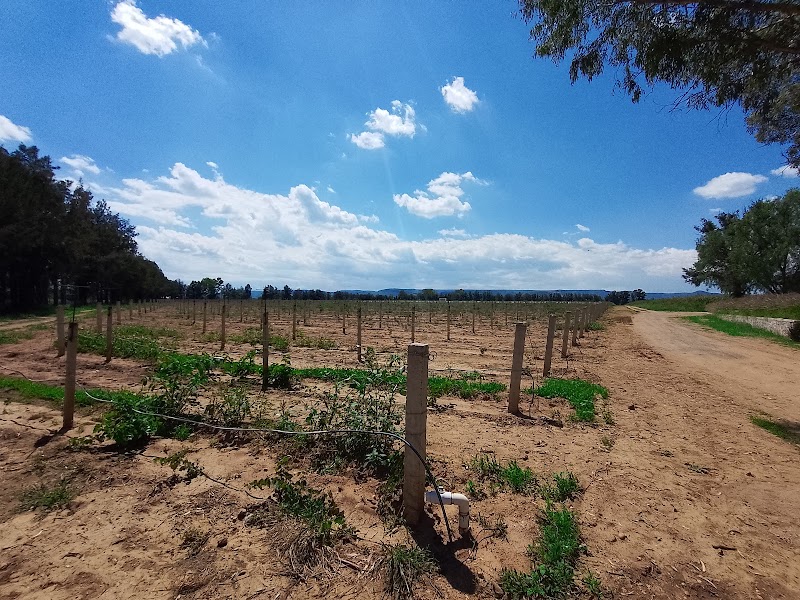 Bodegas Origen photo 3
