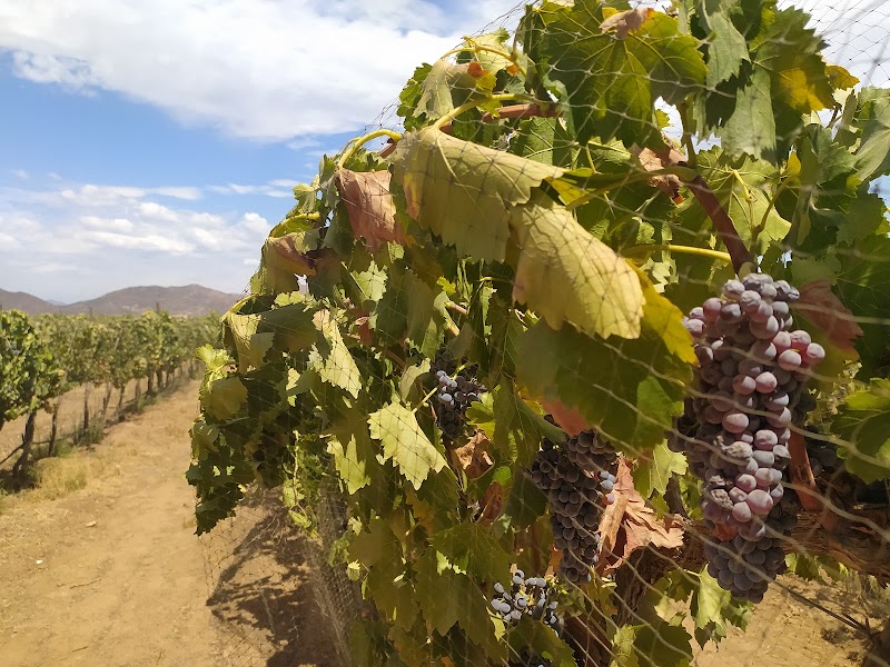 CAVA DON RAÚL photo 2