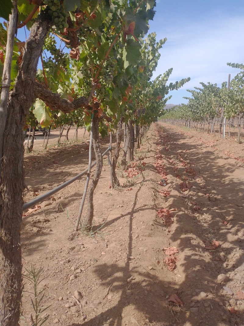 CAVA DON RAÚL photo 3