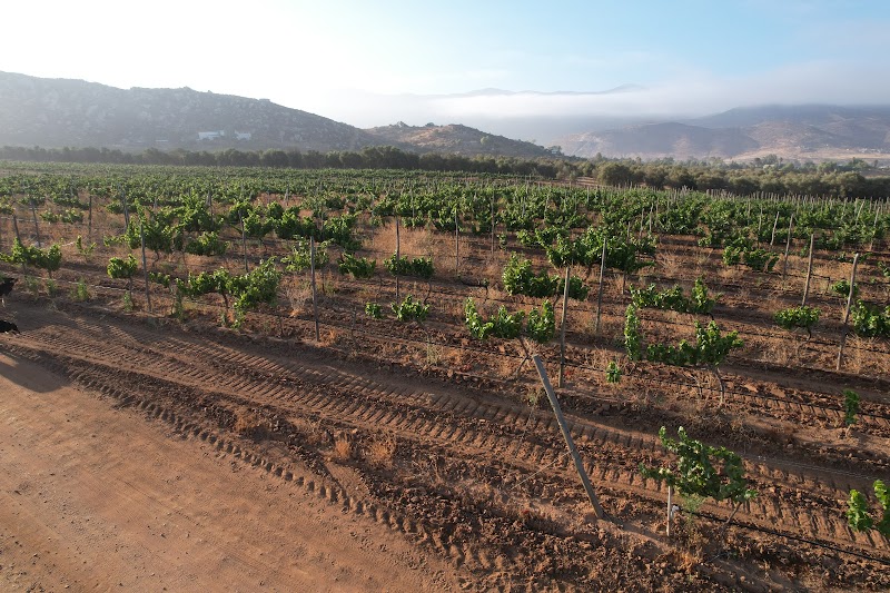 Malagón Winery photo 2