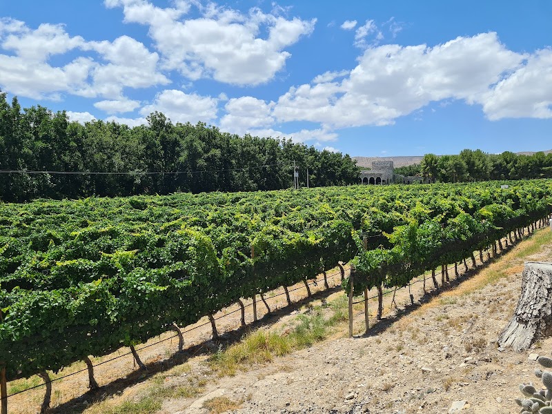 RGMX Viñedo Buena Fe photo 3