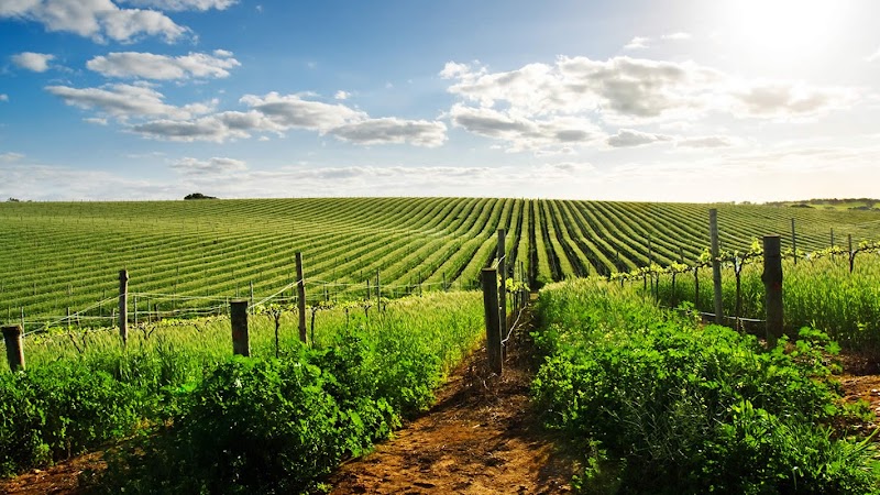Rutas del Vino Mexicano photo 1