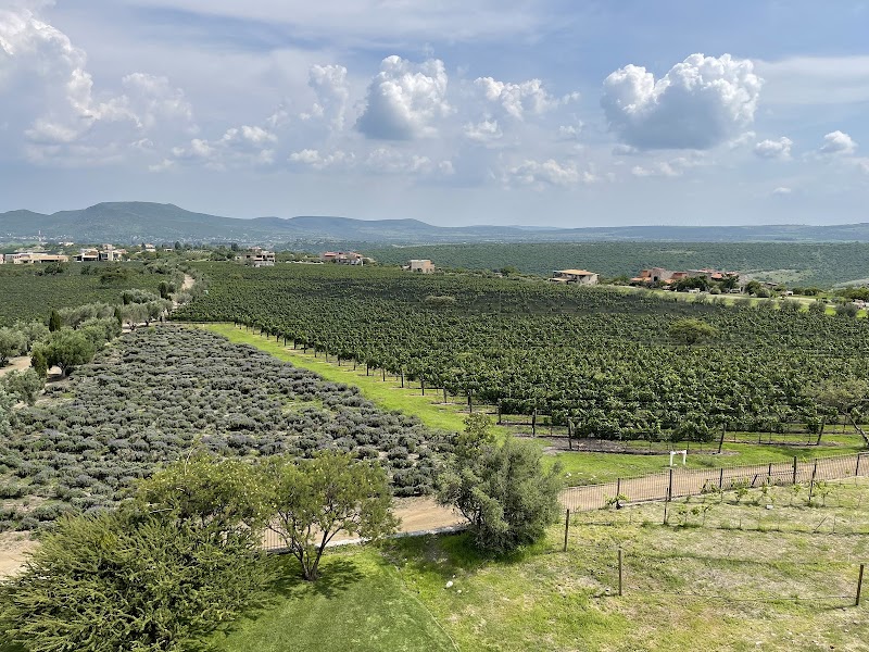 San Miguel Vineyard photo 2