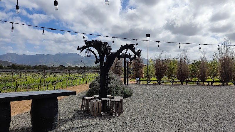 TREVISTA Vineyards photo 2