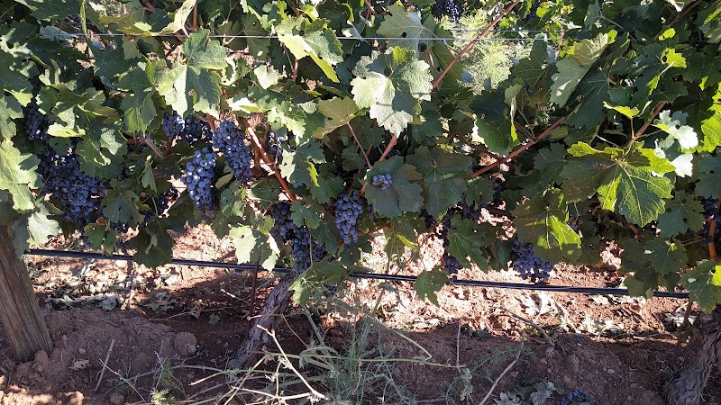 Uvas de Altura photo 2