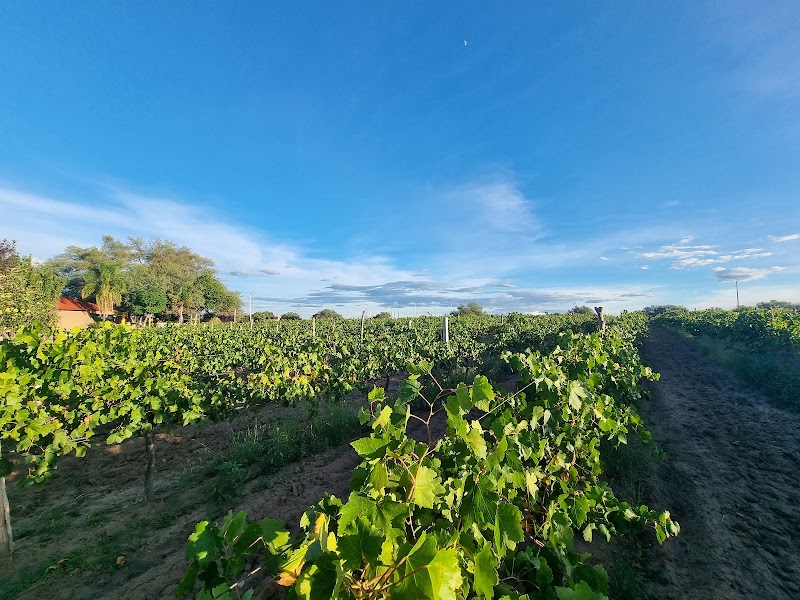 Viña Las Cruces photo 2