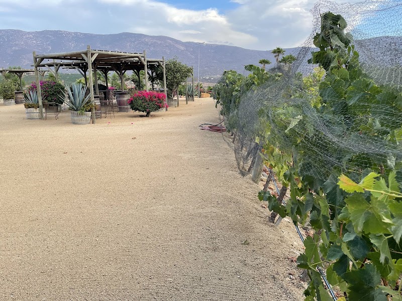 Viñas de la ERRE photo 5