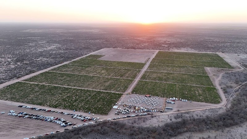 Viñedo Desert Wine photo 1