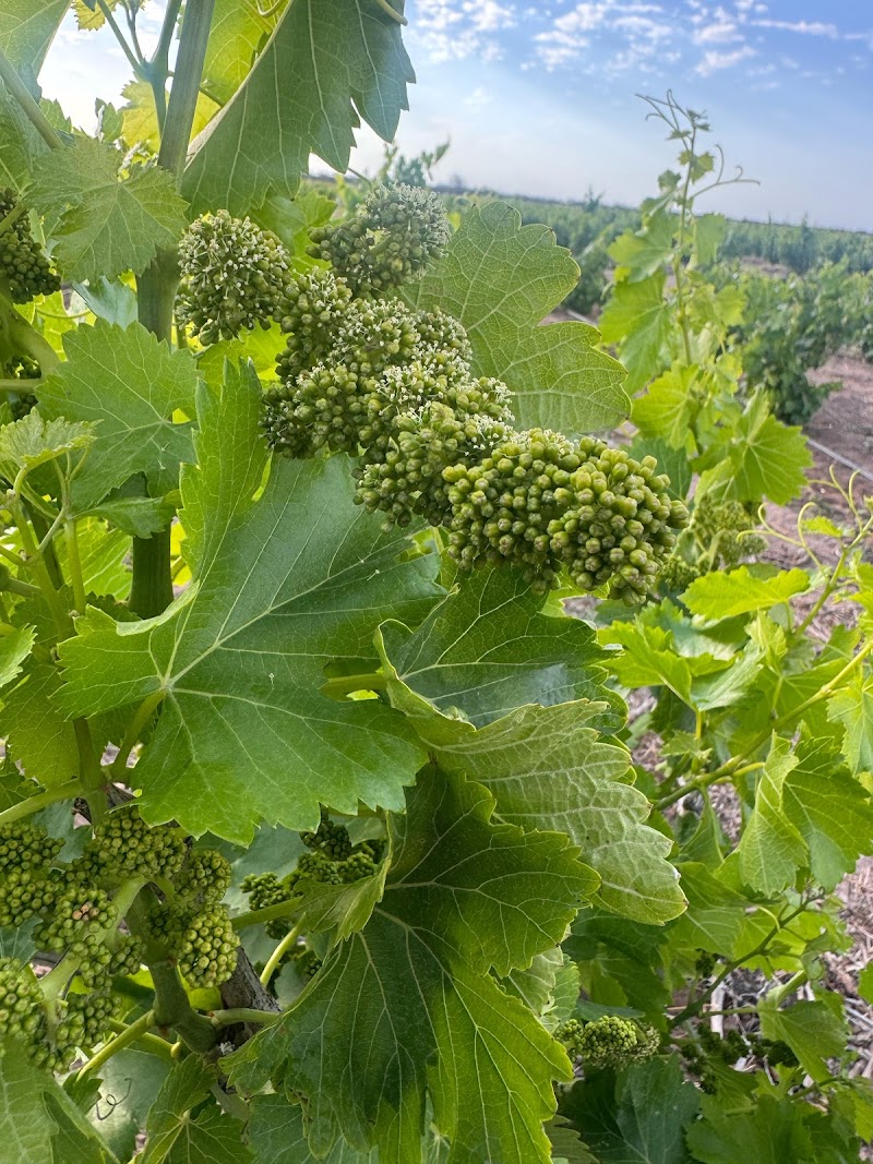 Viñedo Desert Wine photo 2