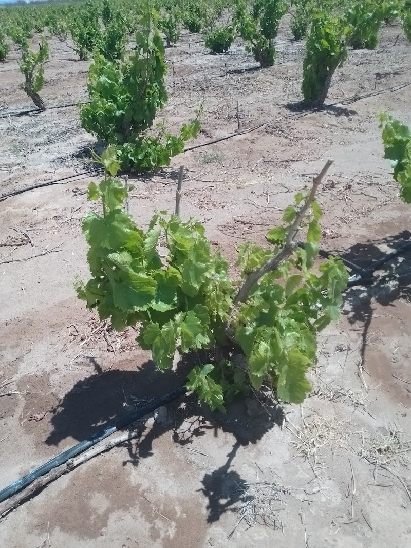 Viñedo Desert Wine photo 3