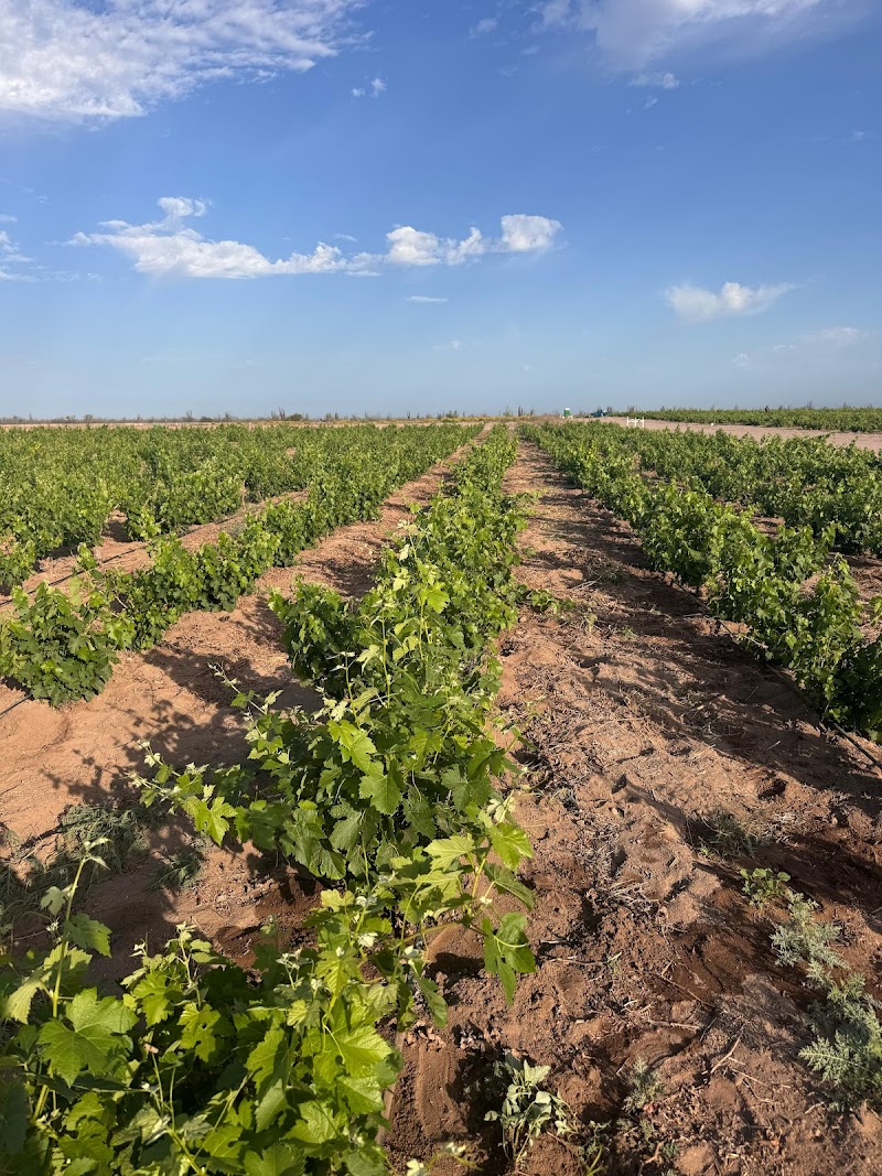 Viñedo Desert Wine photo 4