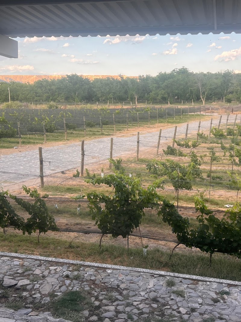 Viñedo "Hacienda del Marqués" photo 2