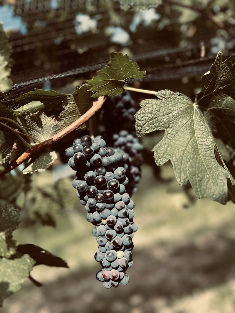 Viñedo "Hacienda del Marqués" photo 3