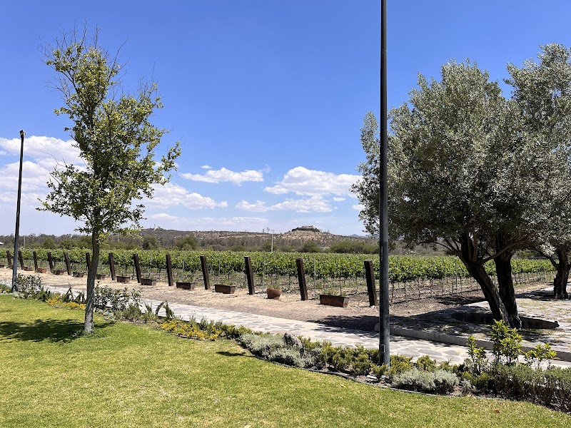 Viñedo La Terquedad photo 2