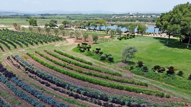 Viñedo Queretano photo 2