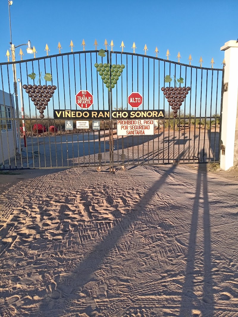 Mexican wine country