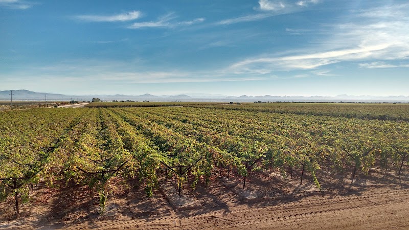 Viñedo Rancho Sonora photo 2