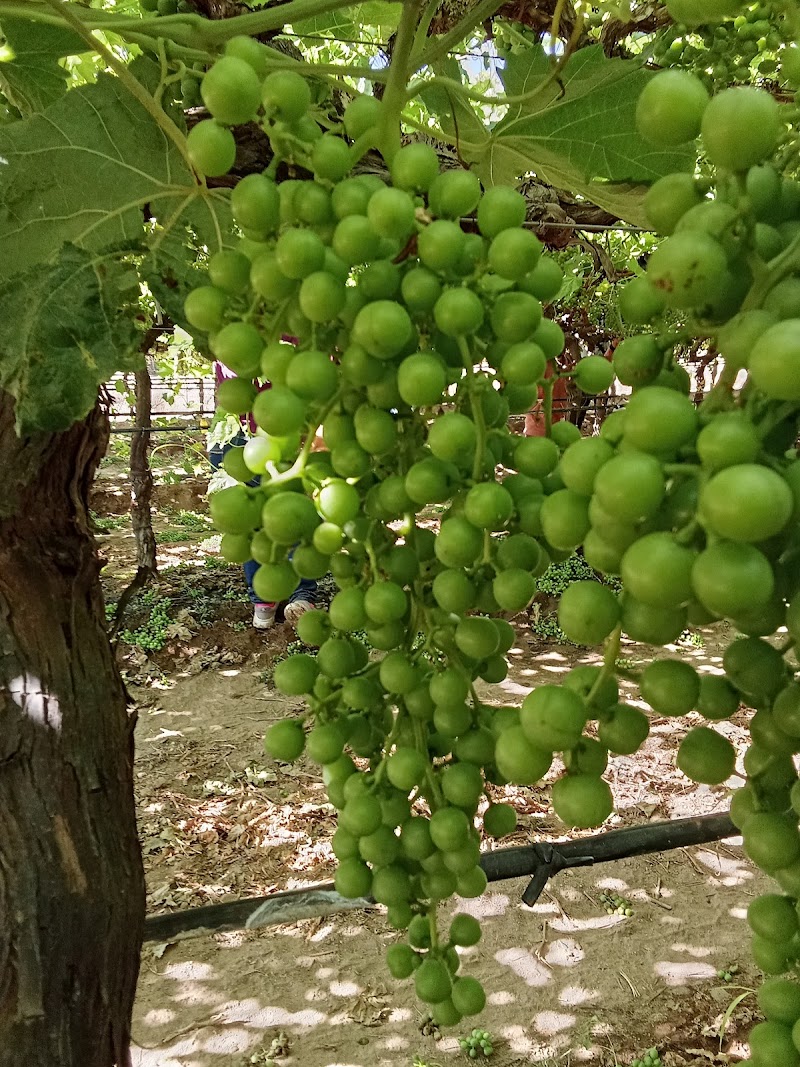 Viñedo Rancho Sonora photo 3