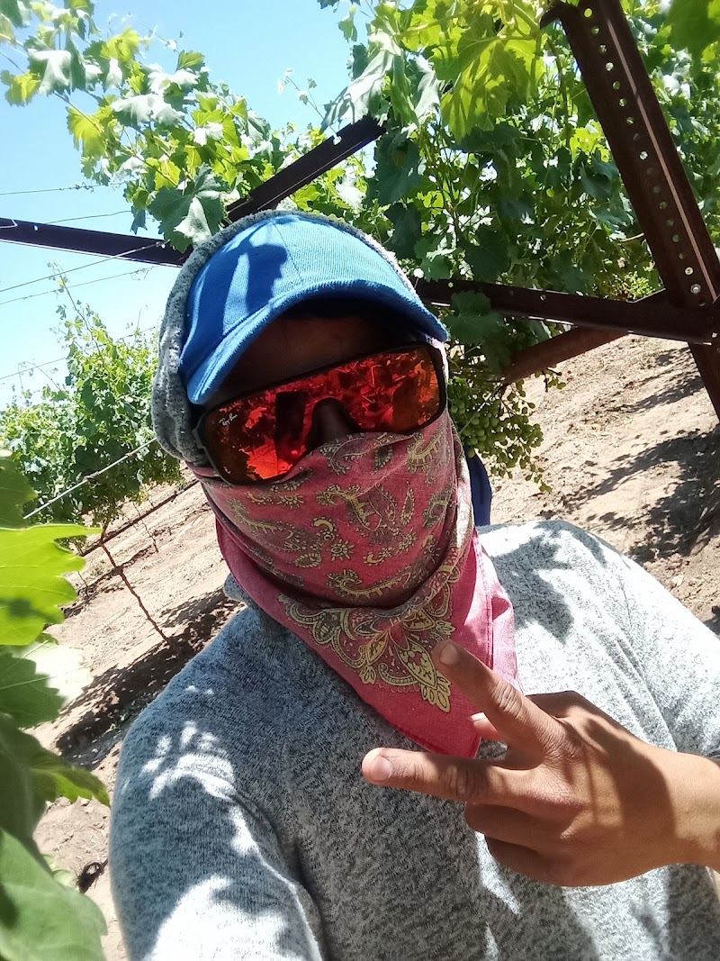 Viñedo Rancho Sonora photo 4