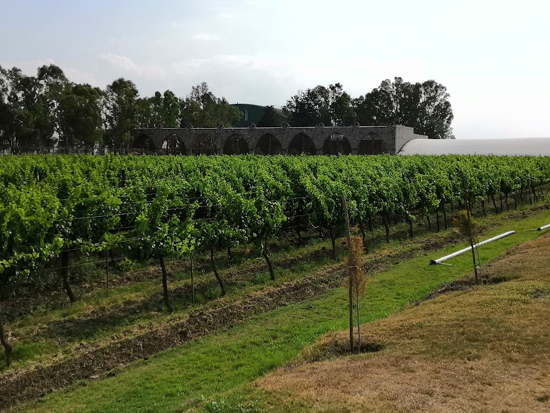 Viñedo Toyan photo 3
