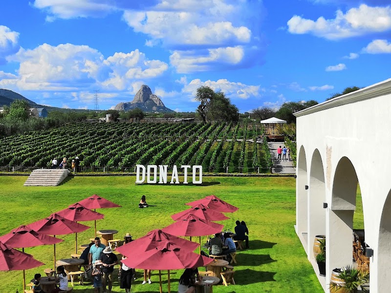 Viñedos Donato photo 4