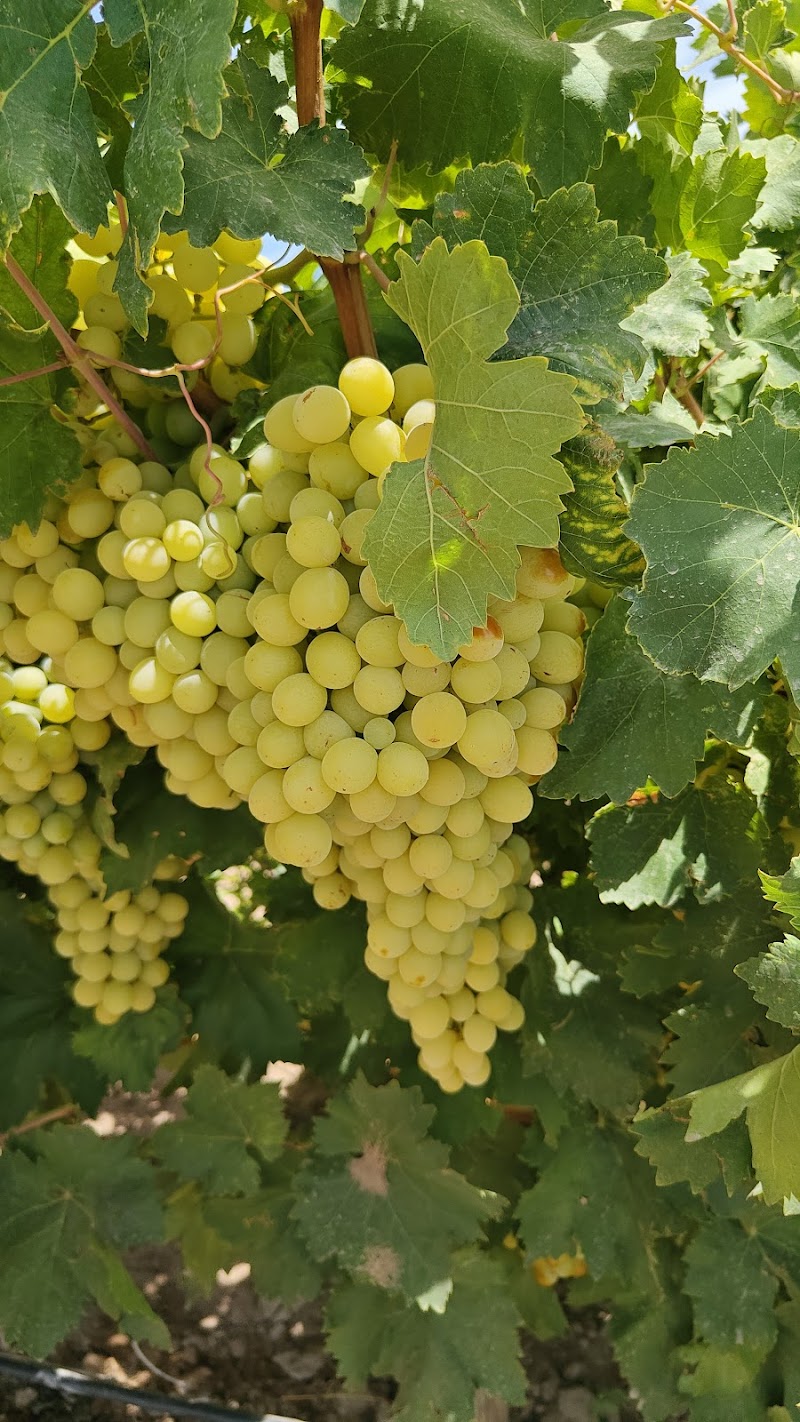 Mexican wine country