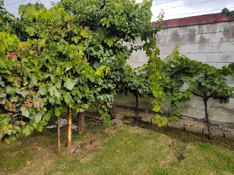 Viñedos Tres Sarmientos photo 3