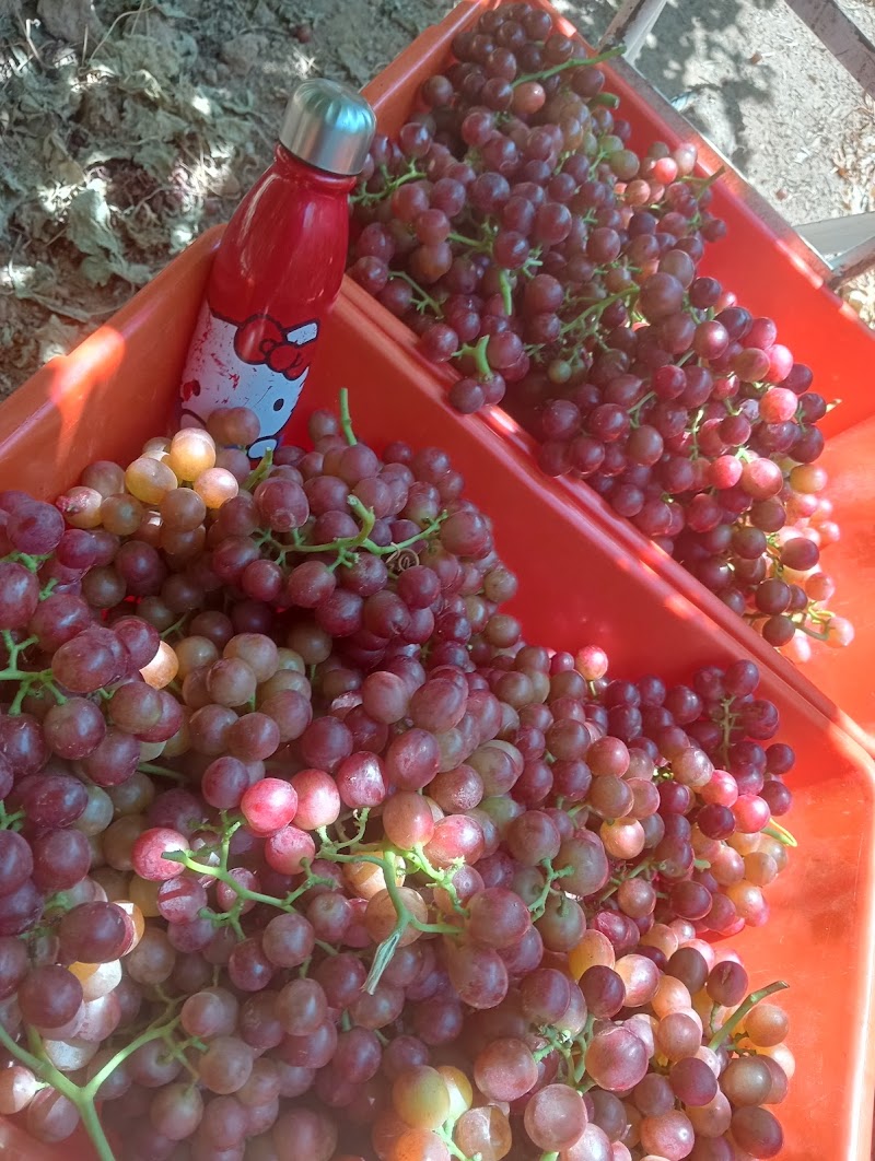 Viñedos Viva photo 1