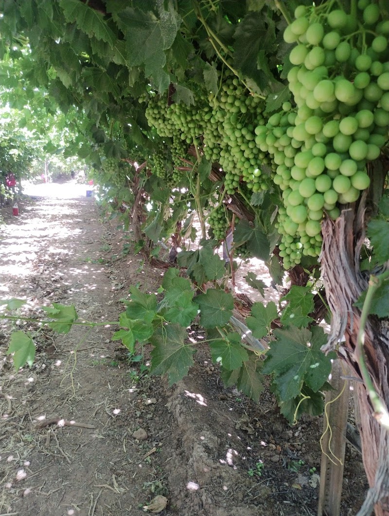 Viñedos Viva photo 2