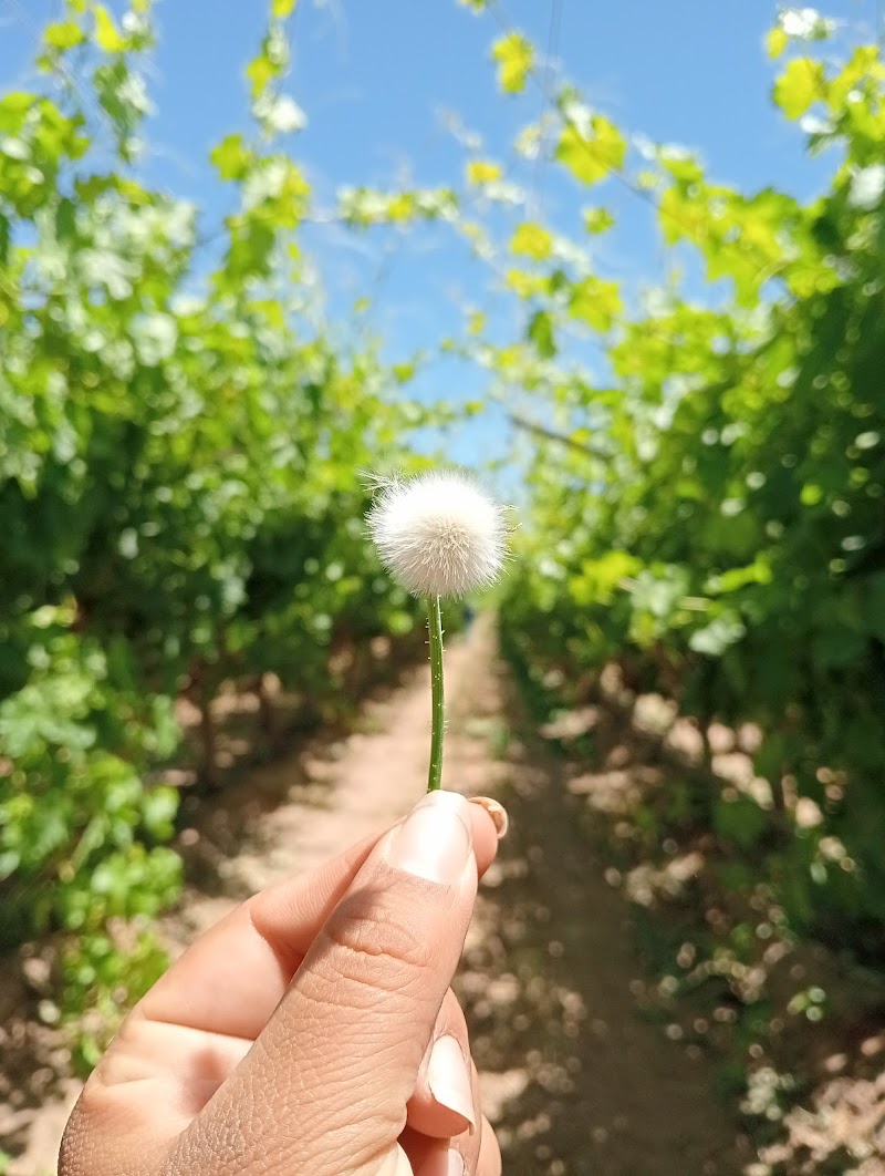 Viñedos Viva photo 3