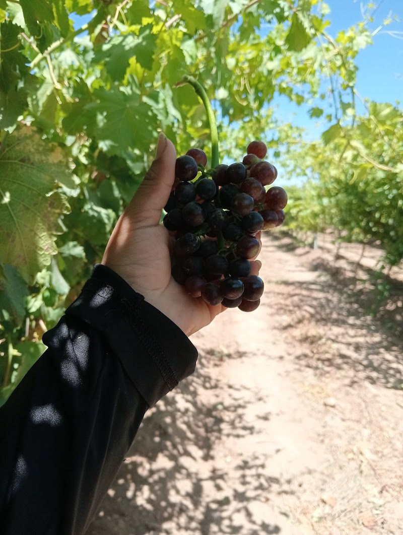 Viñedos Viva photo 4