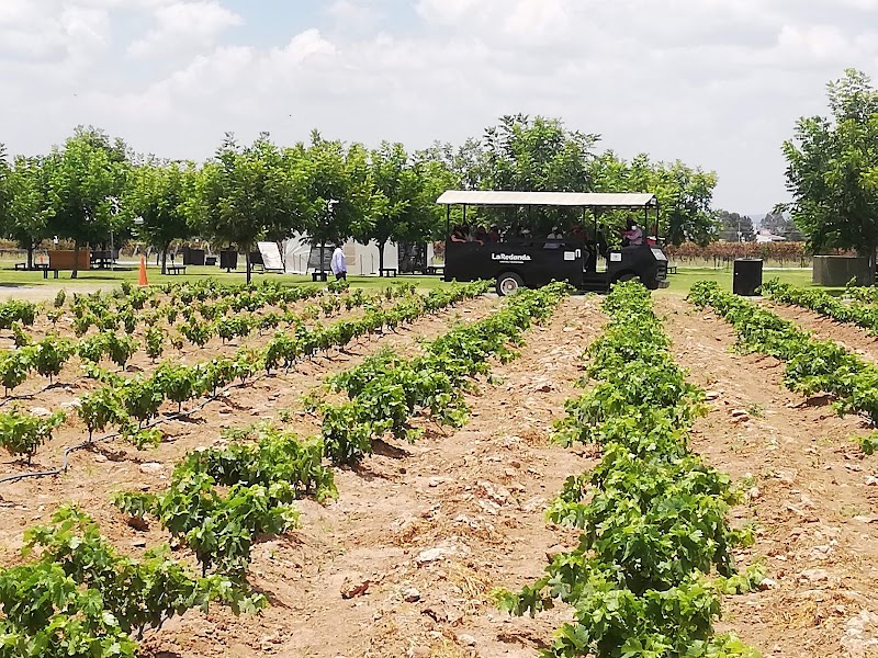 Vineyards La Redonda photo 1