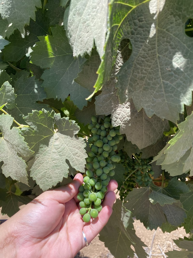 Vineyards La Redonda photo 3