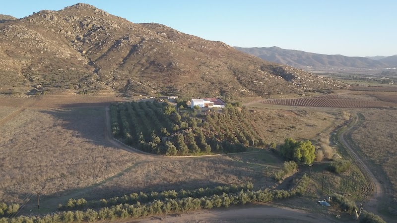 Vinícola Château Camou | Grandes Vinos Mexicanos Viñedo photo 5