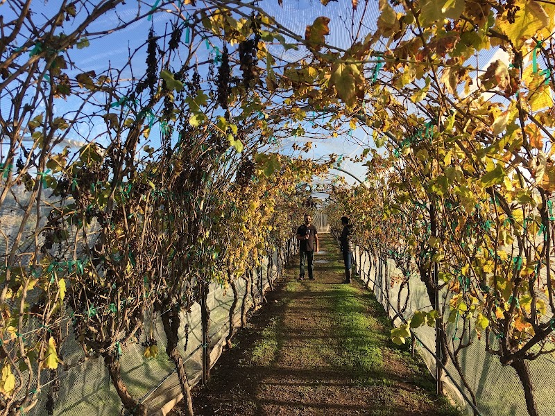 Vinícola Roa photo 2