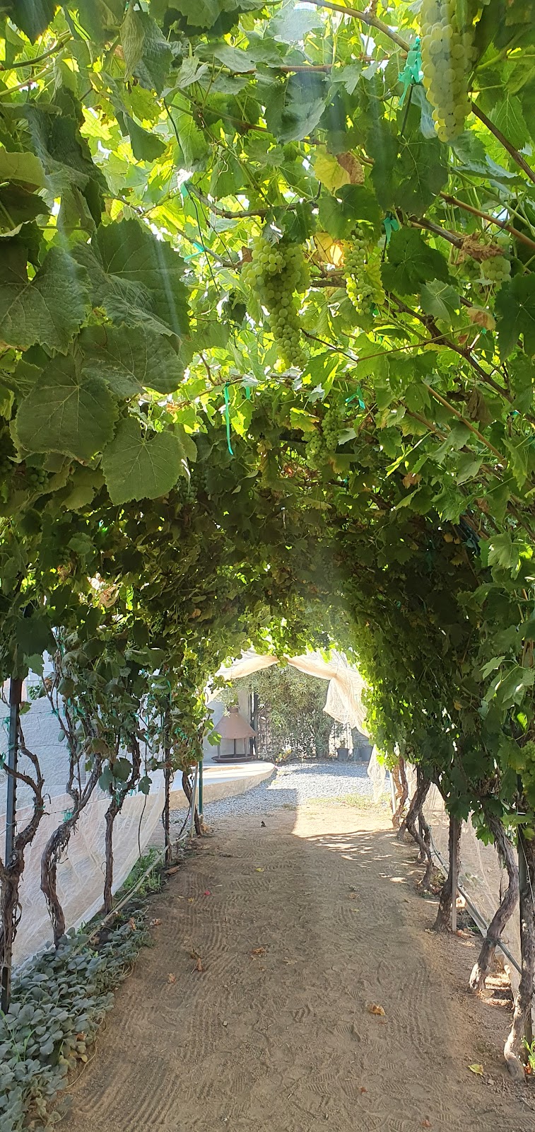 Vinícola Roa photo 3