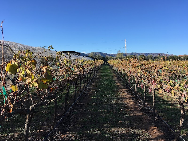 Vinícola Roa photo 4