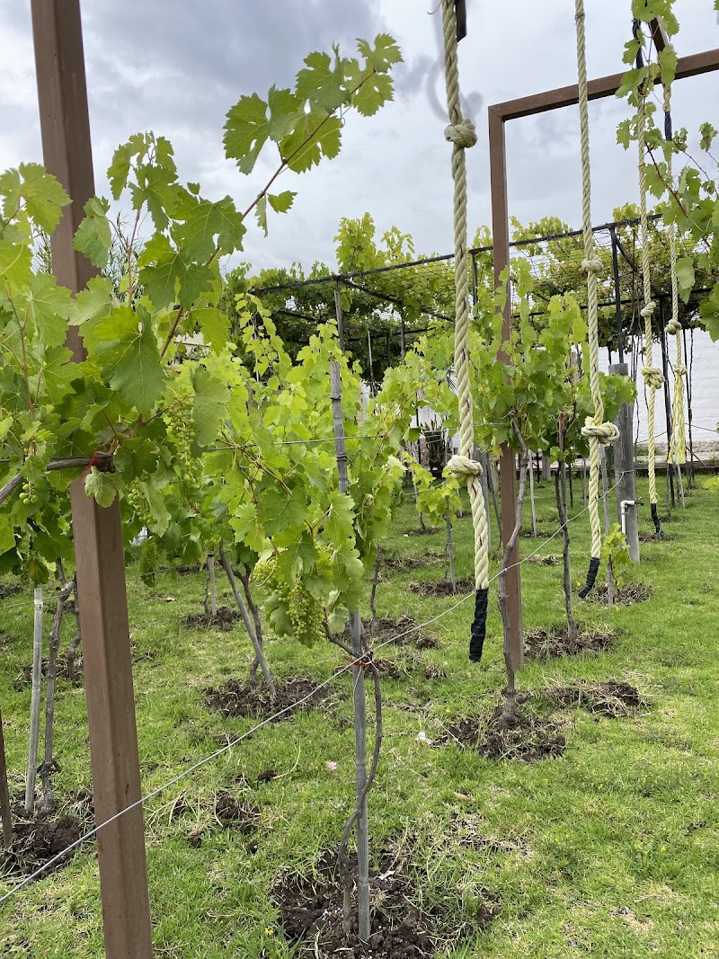 Vinos Santiago Apostol photo 4