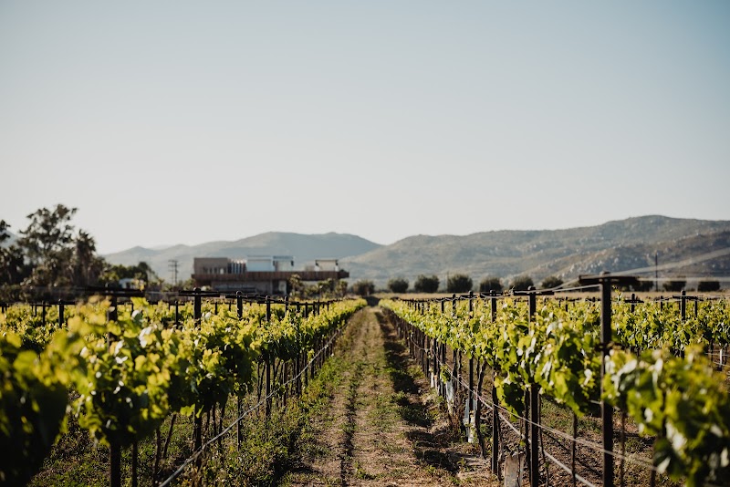 Xolo Wine photo 3