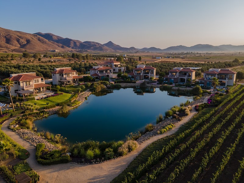Valle de Guadalupe Harvest Festival