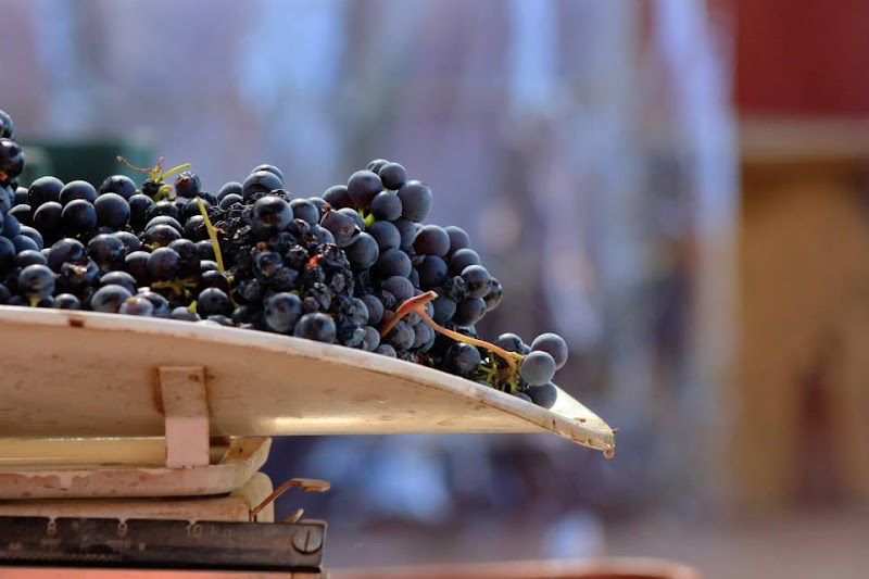 Parras Grape Harvest Festival 2026